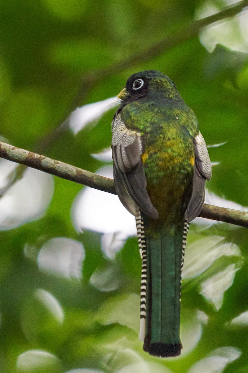 Graceful Black-throated Trogon - ML644343359