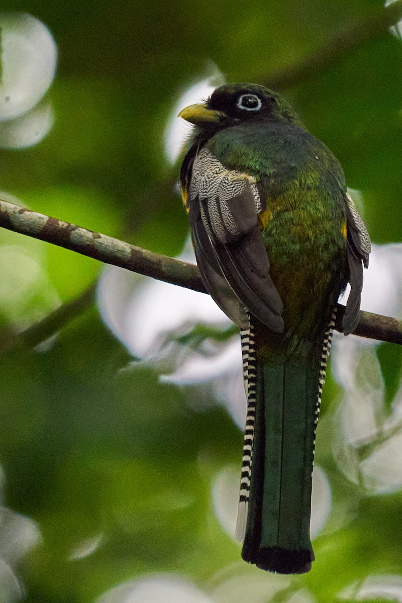 Graceful Black-throated Trogon - ML644343360