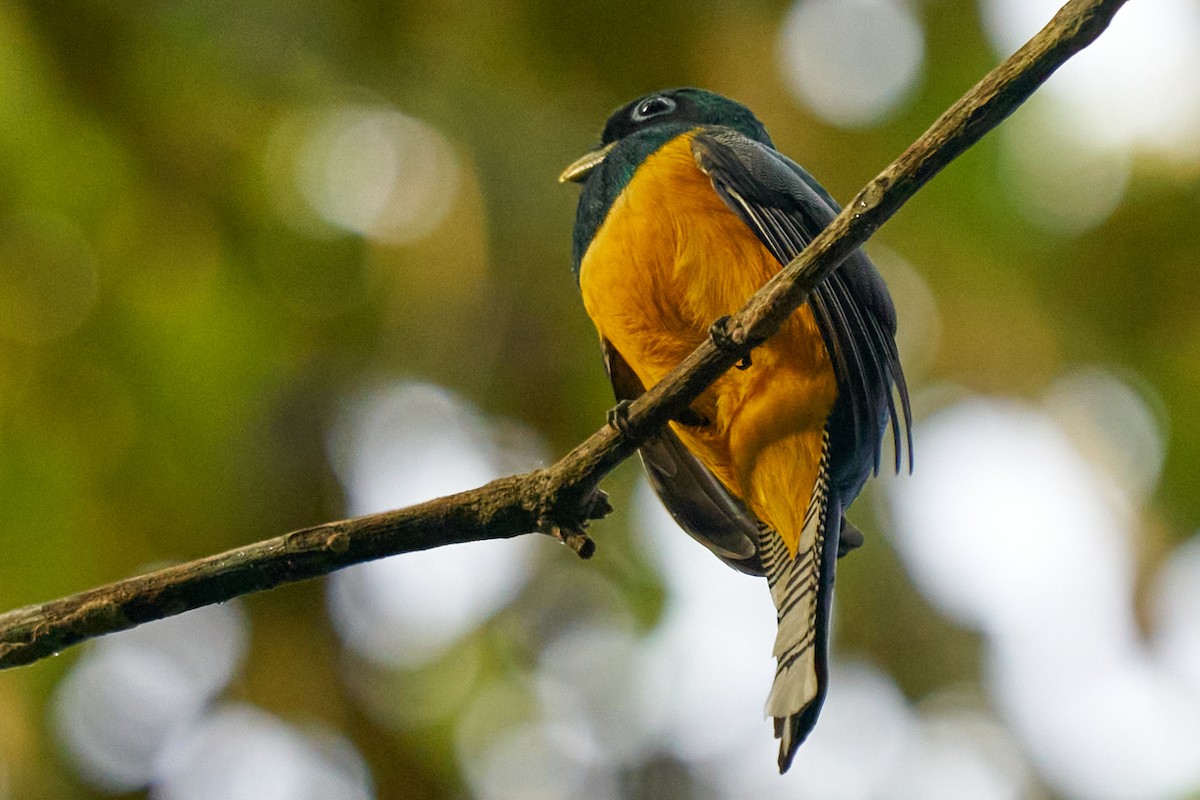 Graceful Black-throated Trogon - ML644343361