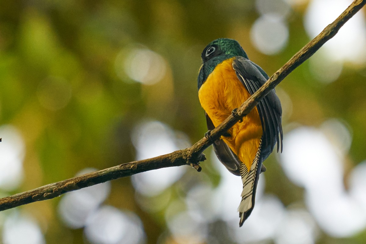 Graceful Black-throated Trogon - ML644343362