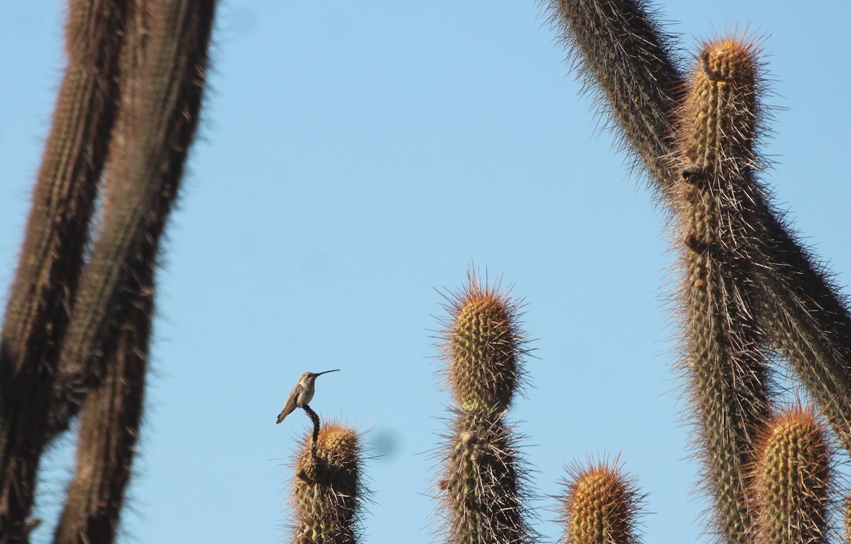 Oasis Hummingbird - ML644343365