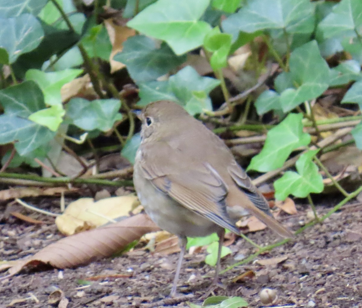 eremittskogtrost - ML644343367