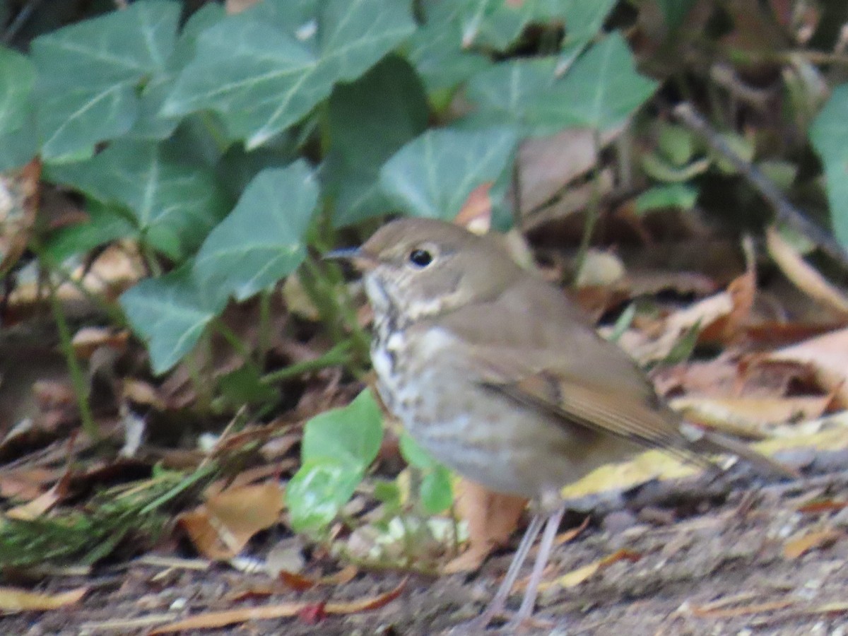 eremittskogtrost - ML644343368