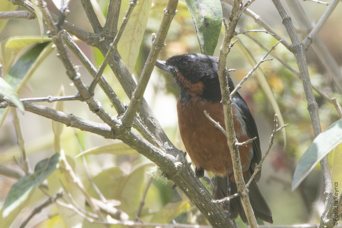 Black-throated Flowerpiercer - ML644343374