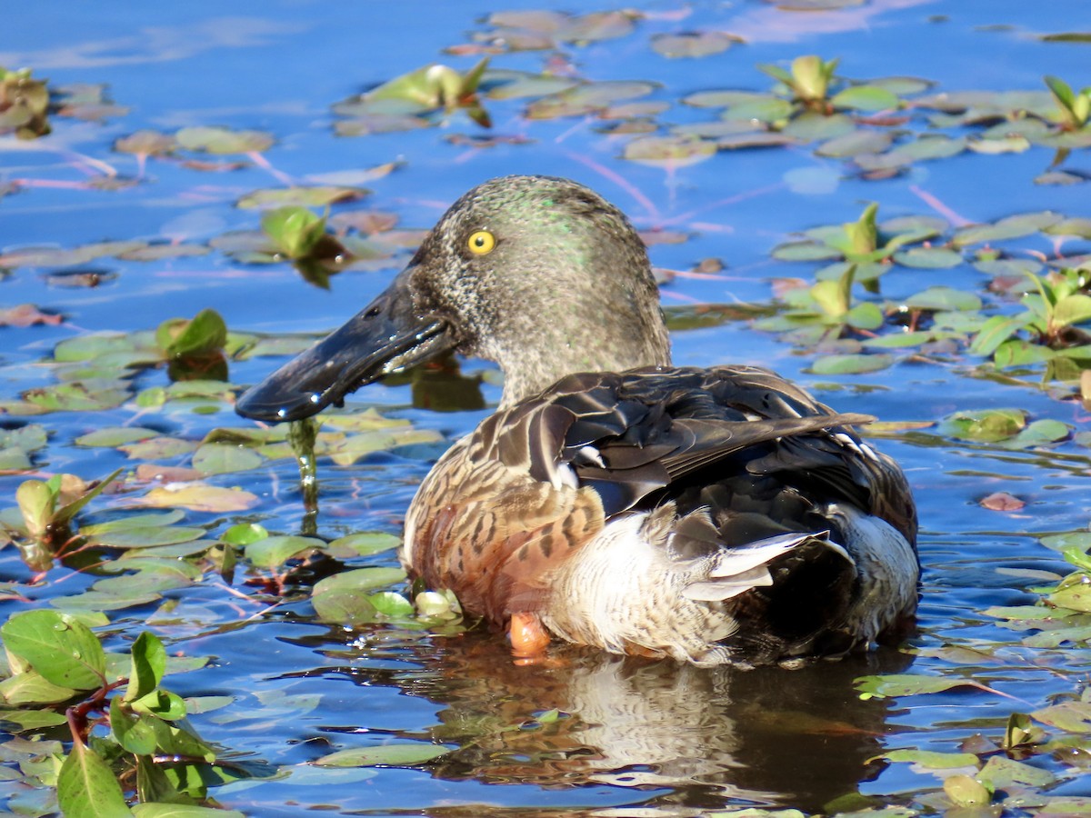 skjeand - ML644343376