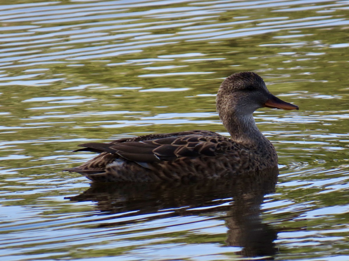 snadderand - ML644343378