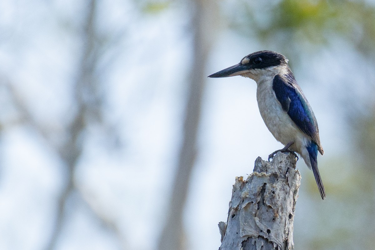 Forest Kingfisher - ML644343379
