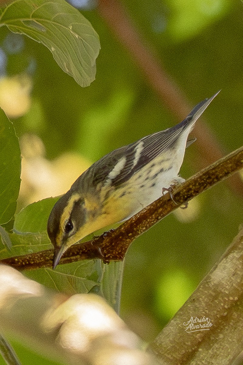 סבכון כתום-גרון - ML644343384
