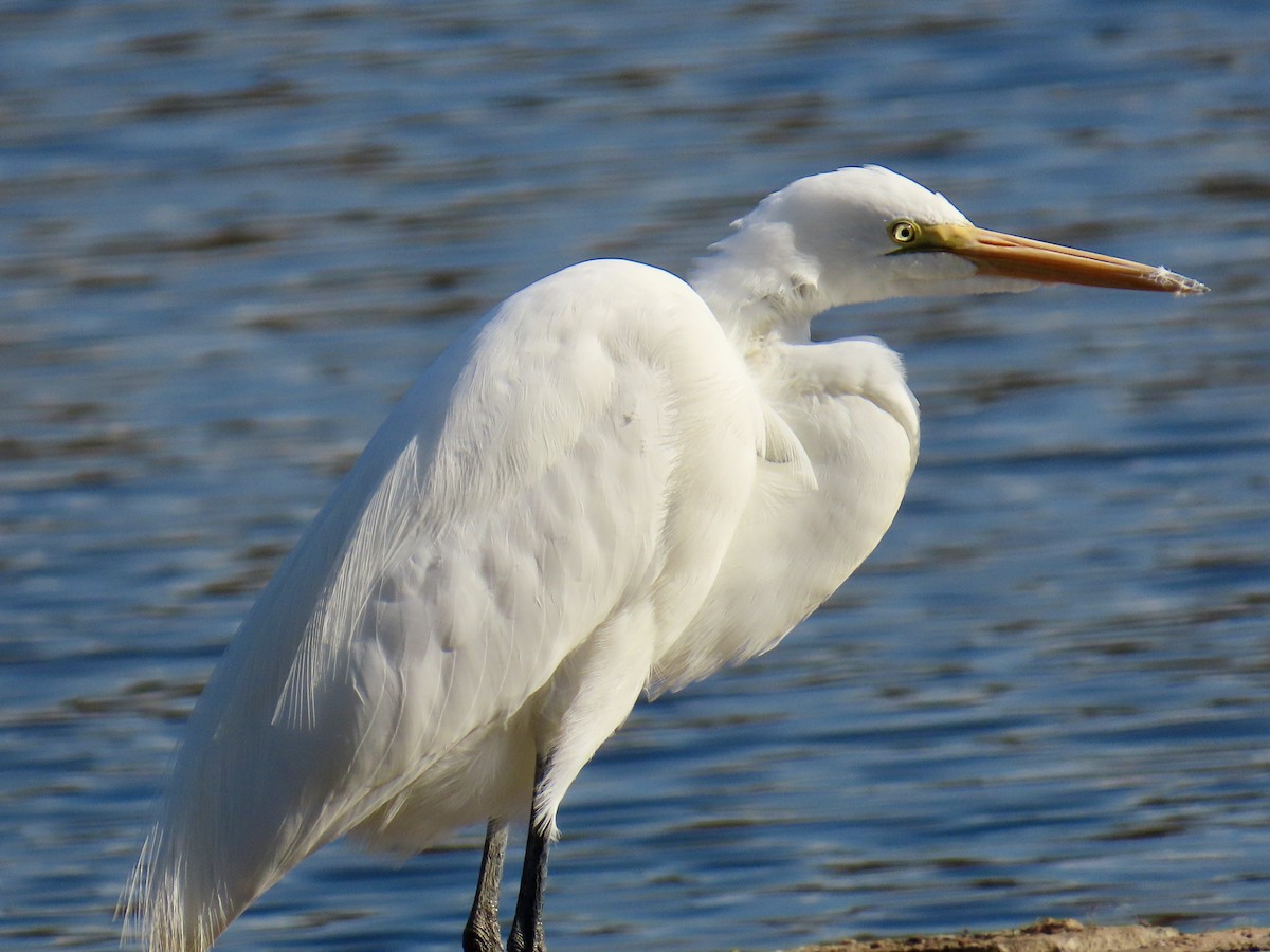 egretthegre - ML644343385