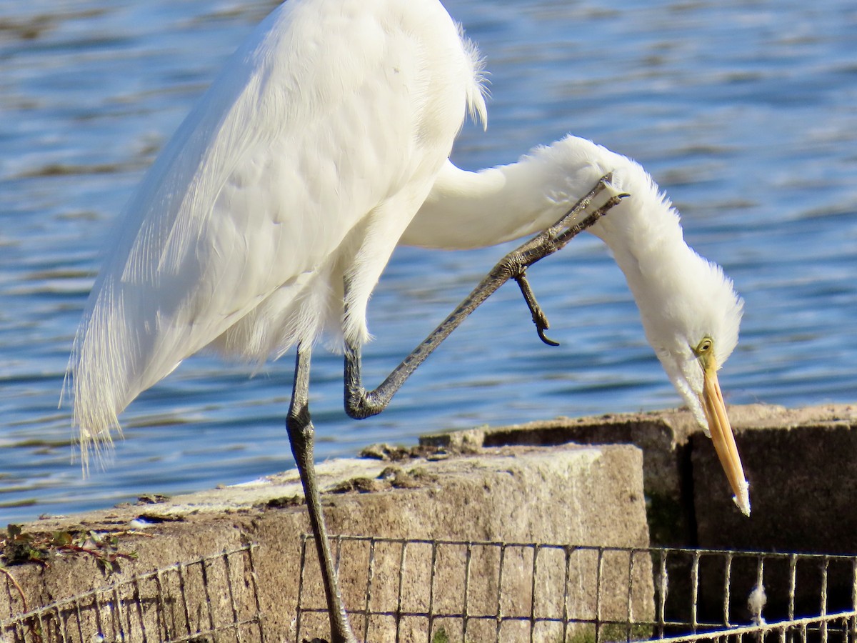 egretthegre - ML644343386