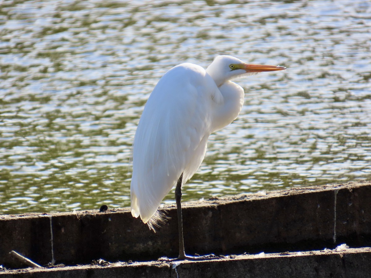 egretthegre - ML644343387