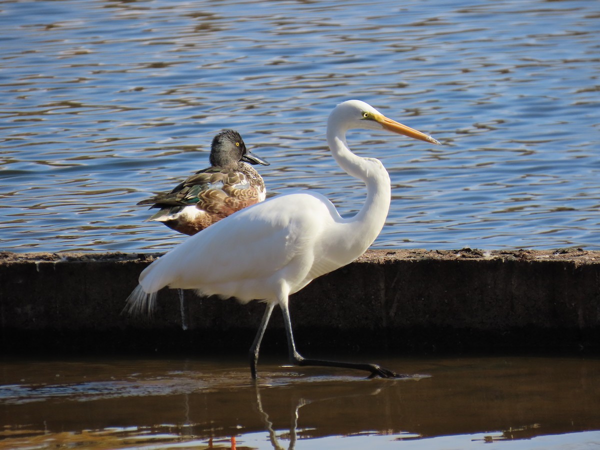 egretthegre - ML644343388