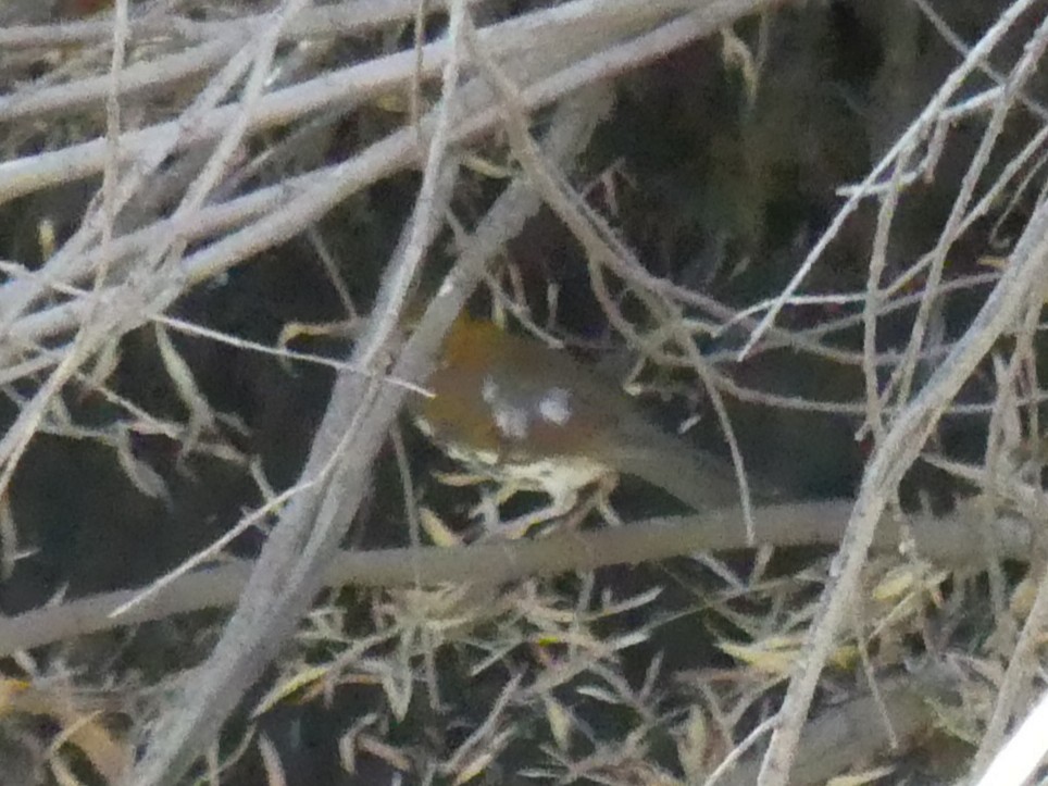 Wood Thrush - ML644343411