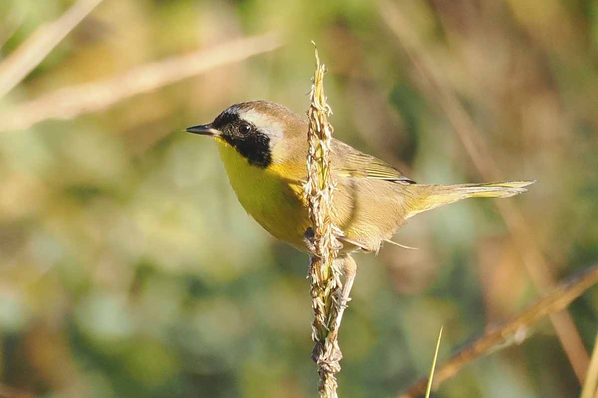 Common Yellowthroat - ML644343422