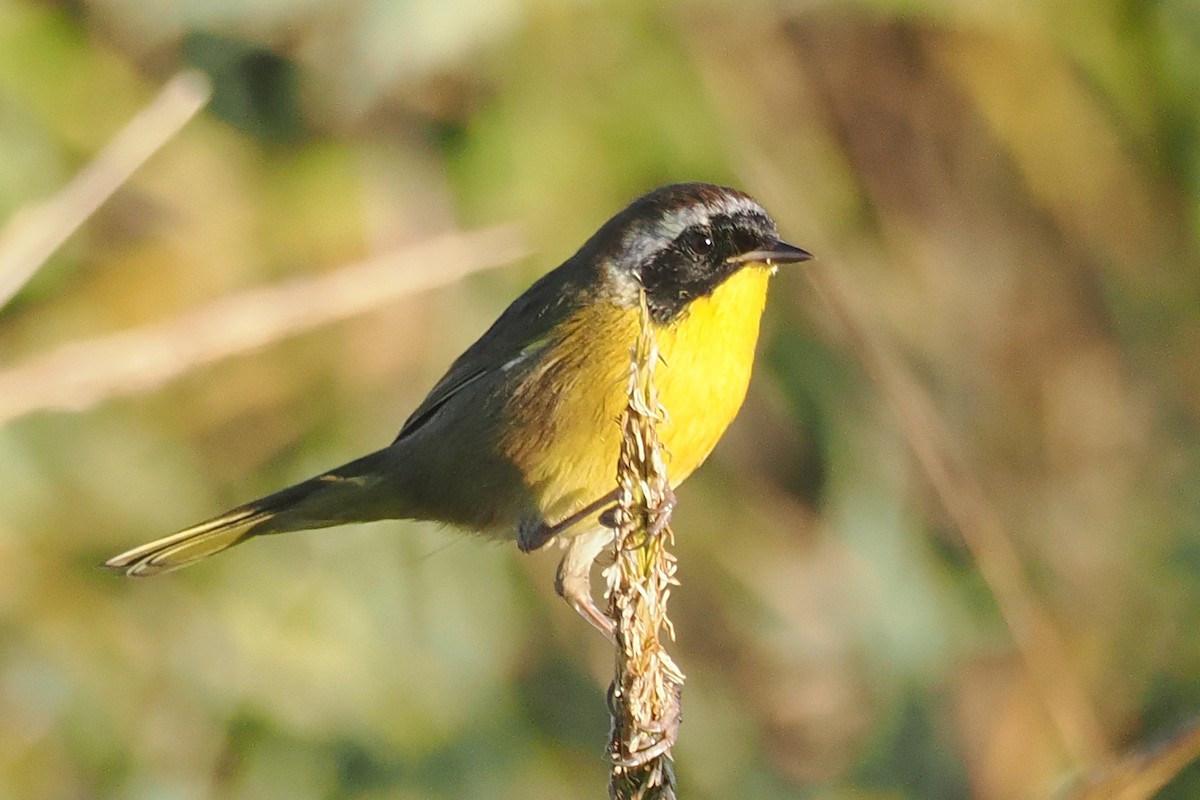 Common Yellowthroat - ML644343423