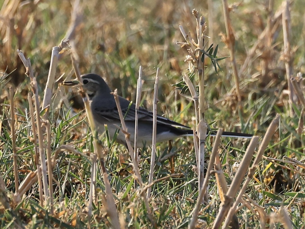 White Wagtail (White-faced) - ML644343424