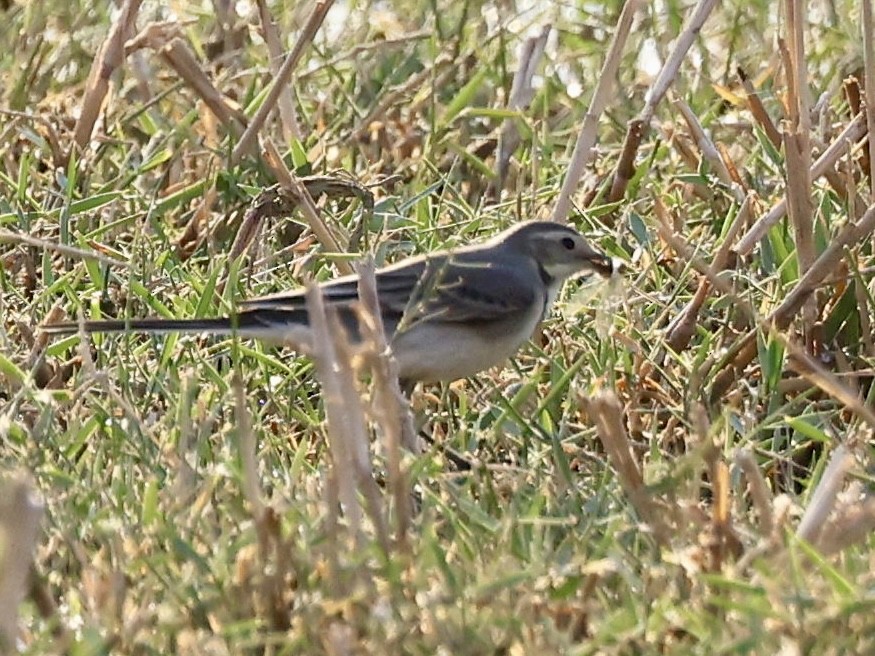 White Wagtail (White-faced) - ML644343425
