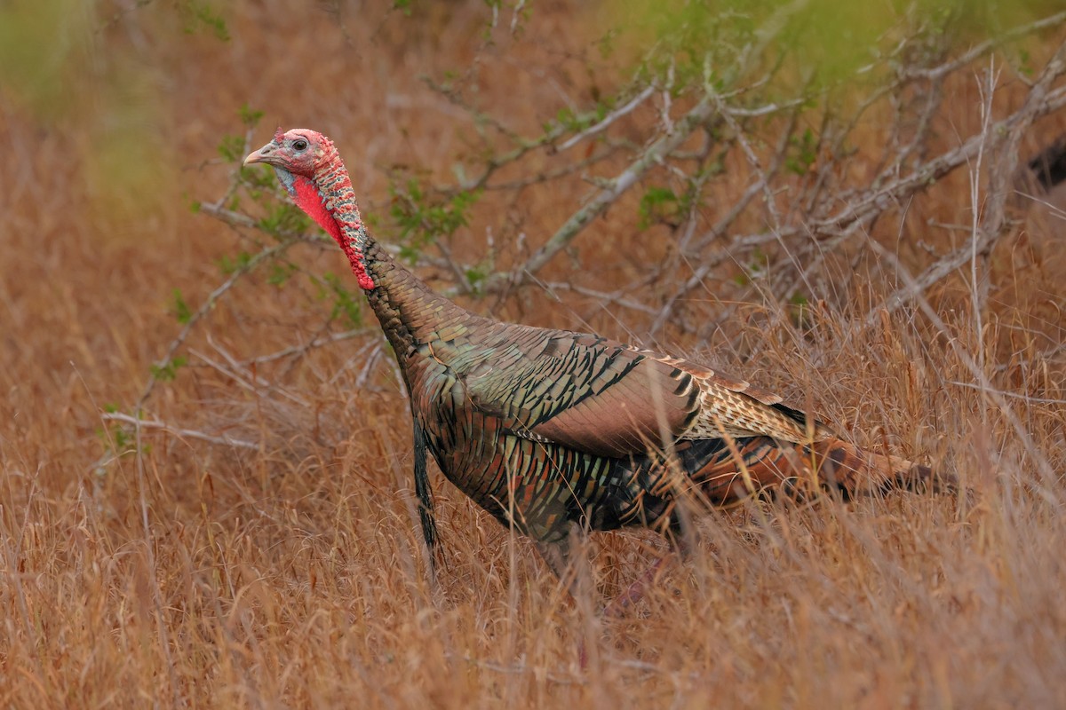 Wild Turkey - ML644343429