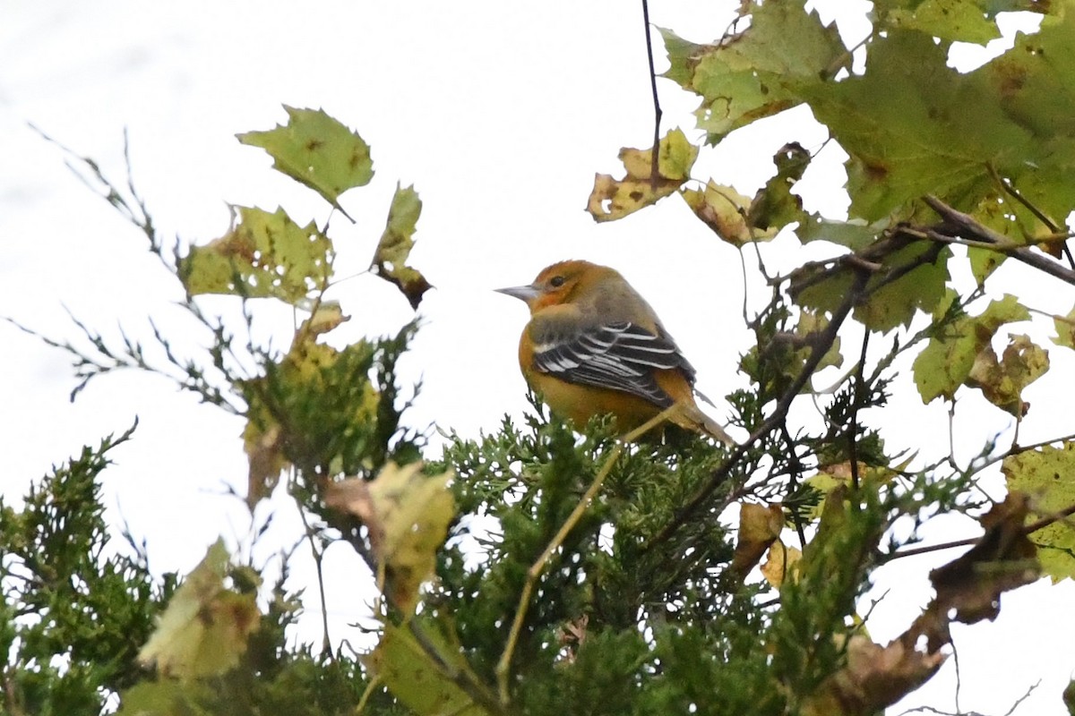 Baltimore Oriole - ML644343440