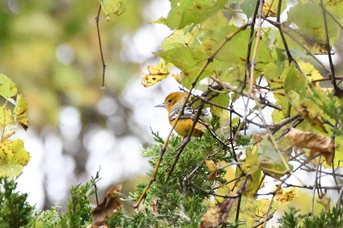 Baltimore Oriole - ML644343441