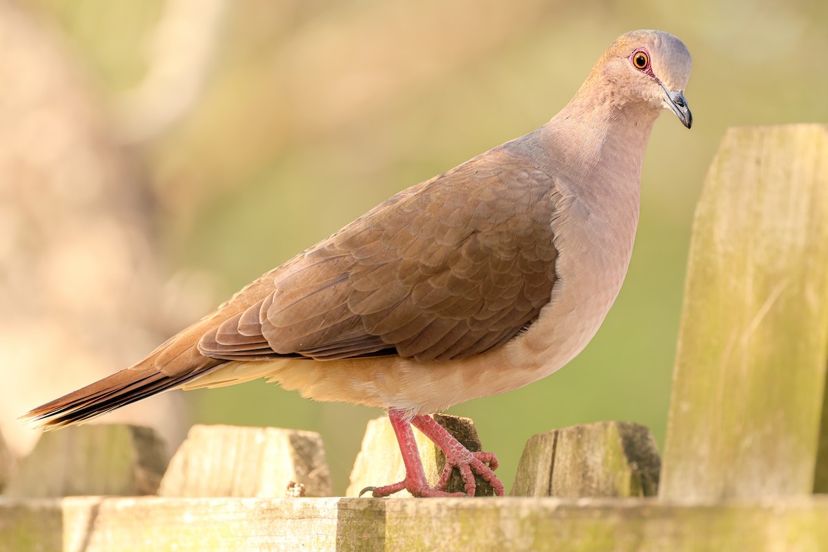 White-tipped Dove - ML644343442