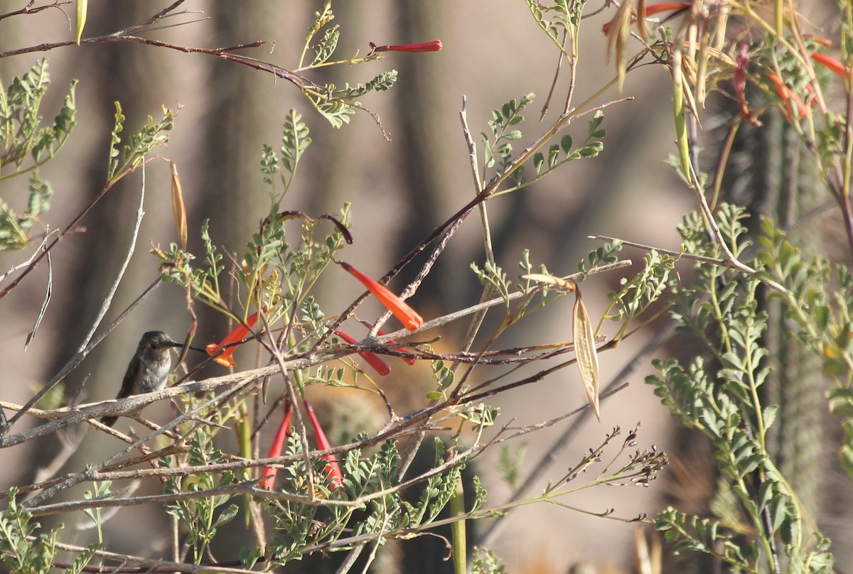 Oasis Hummingbird - ML644343445