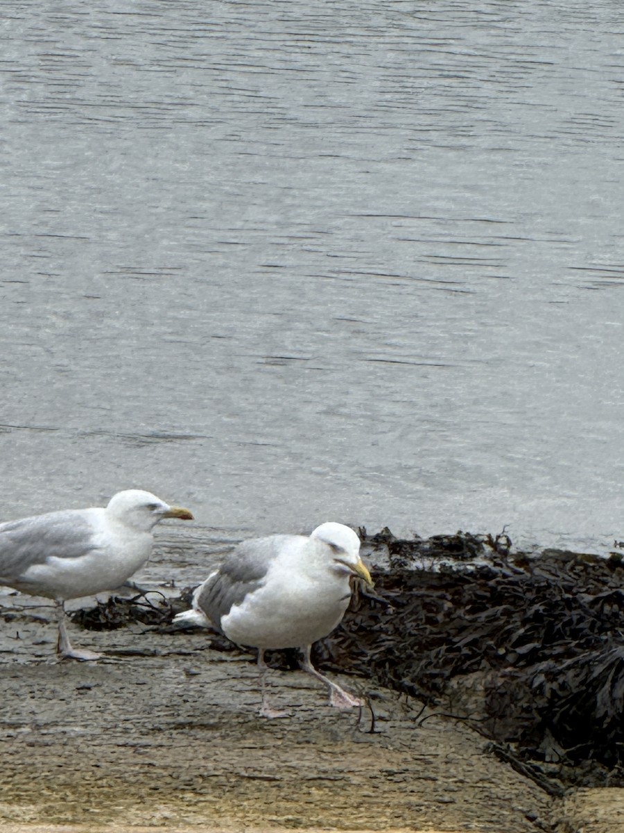 European Herring Gull - ML644343451