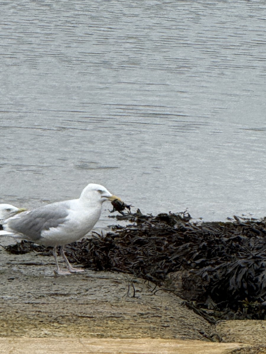 European Herring Gull - ML644343452