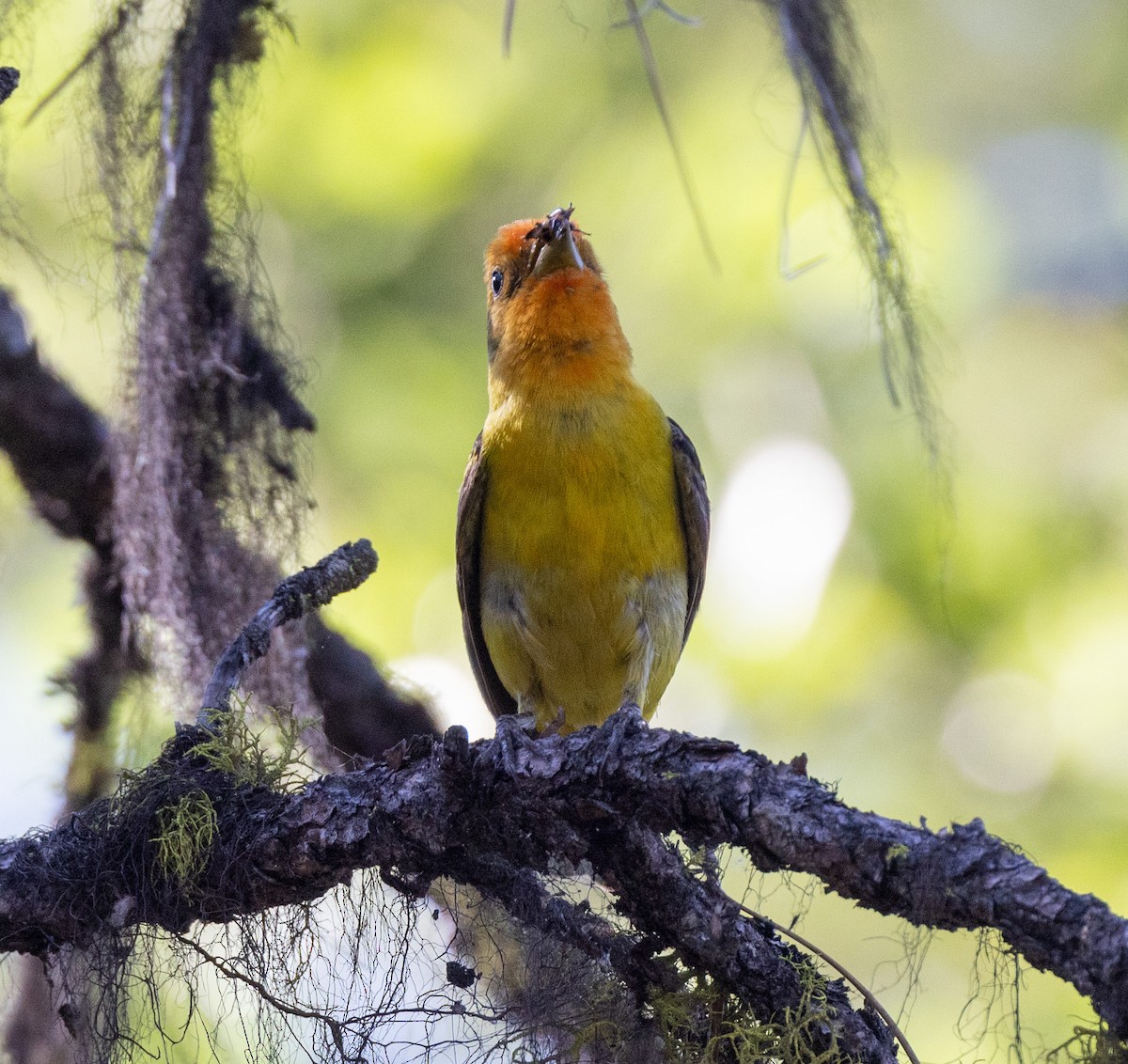 Western Tanager - ML644343455