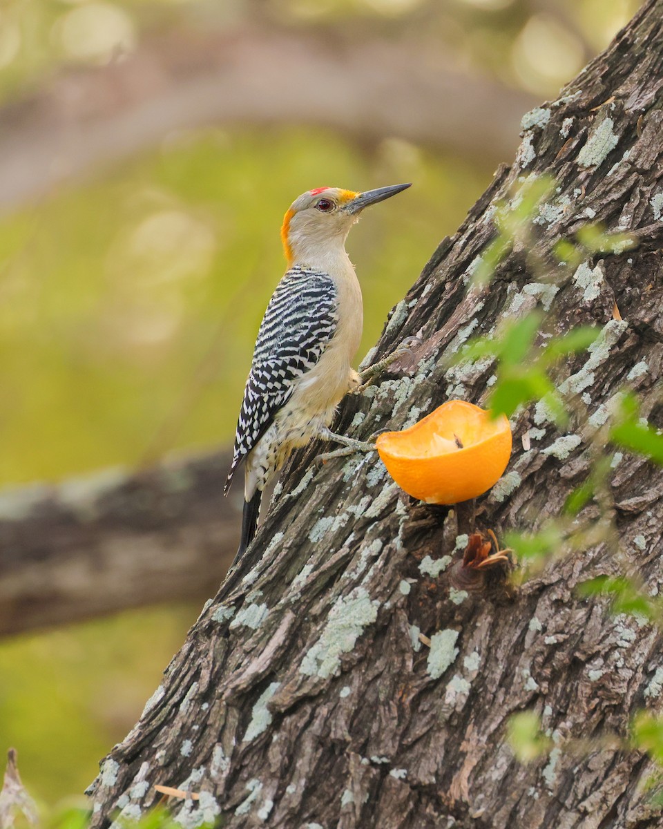 Golden-fronted Woodpecker - ML644343456
