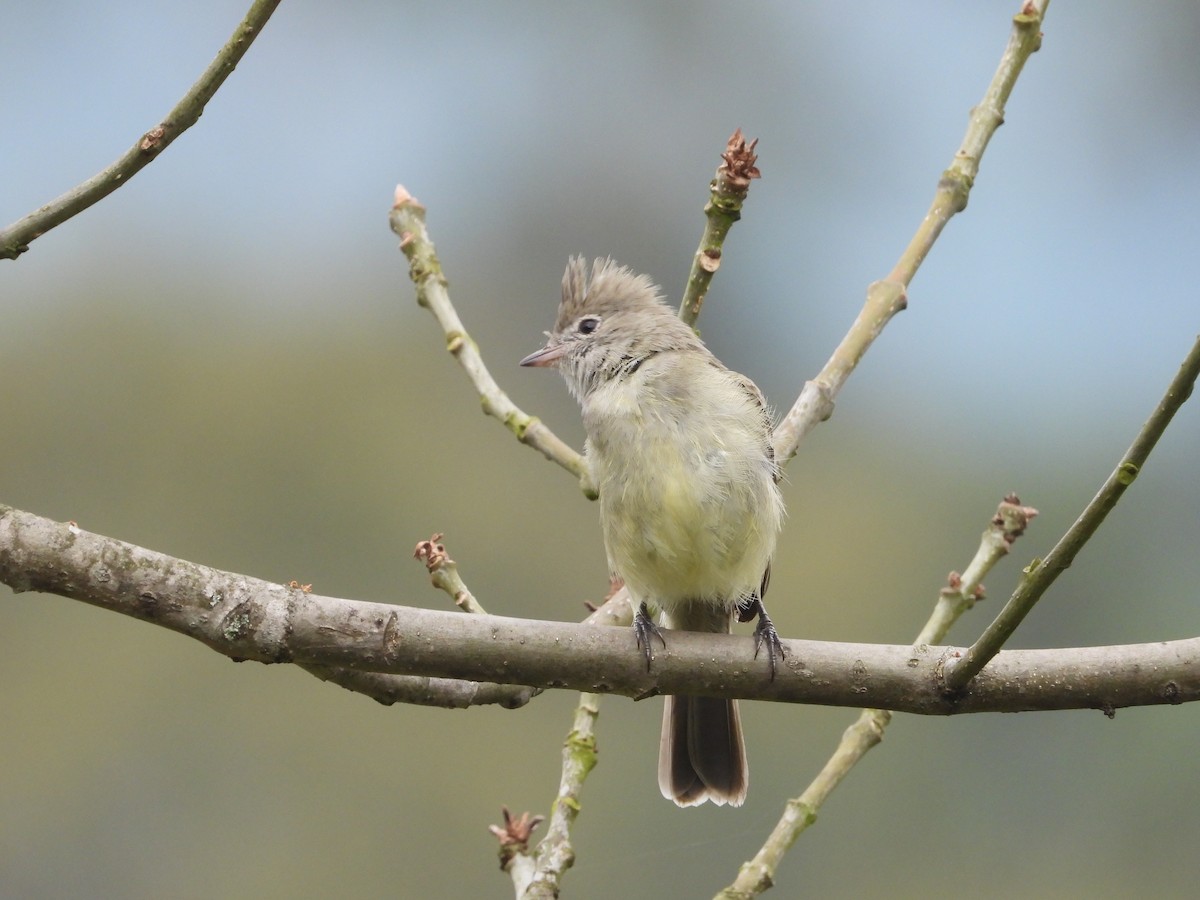 Yellow-bellied Elaenia - ML644343457