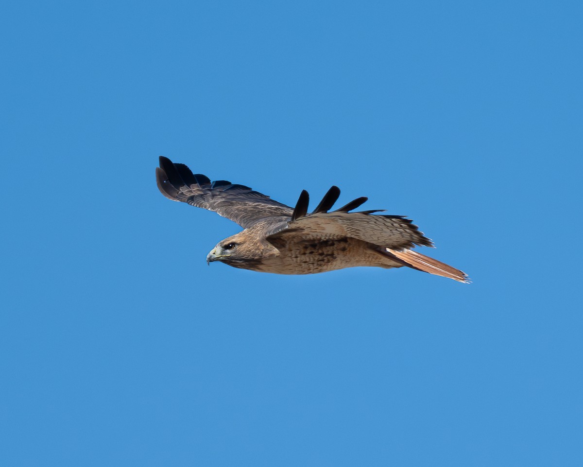 Red-tailed Hawk - ML644343458