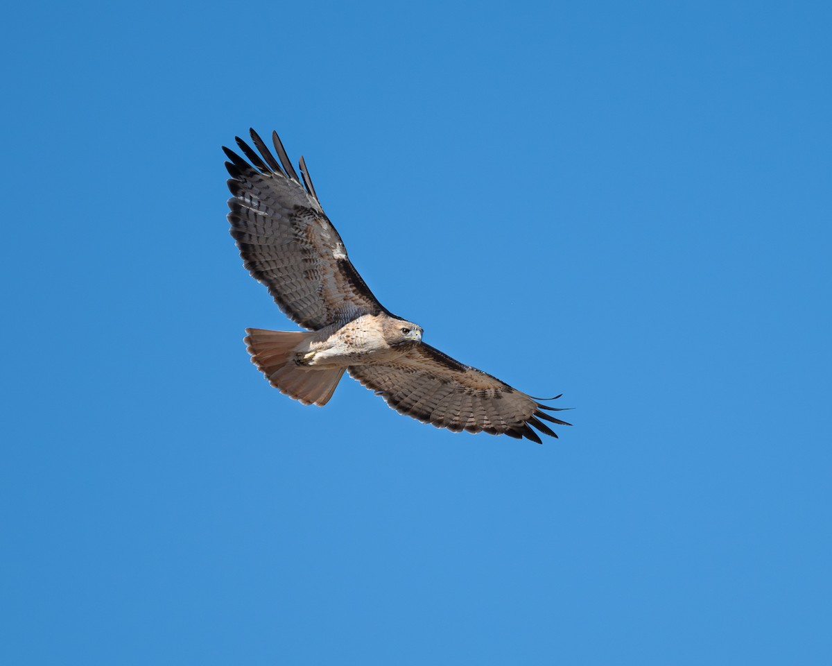Red-tailed Hawk - ML644343459