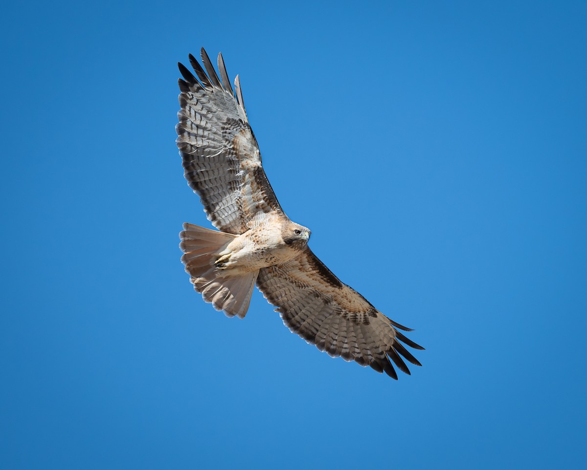 Red-tailed Hawk - ML644343460