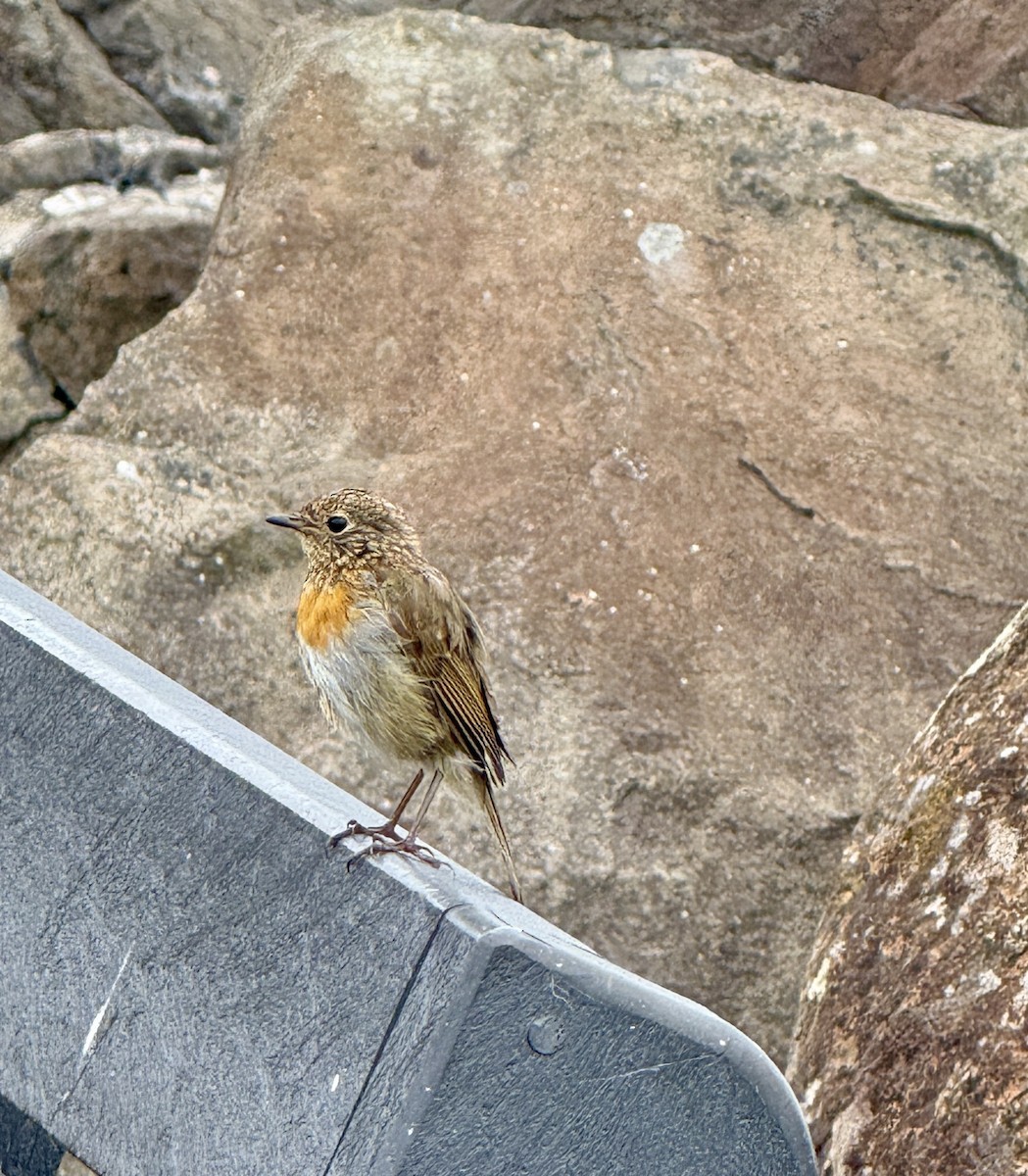 rødstrupe - ML644343462