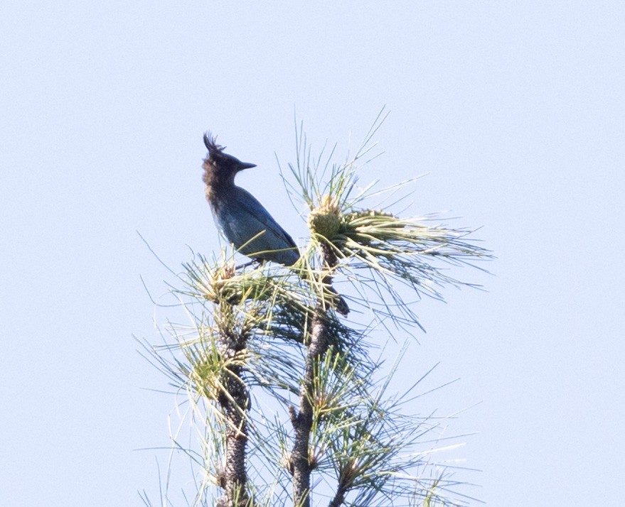 Steller's Jay - ML644343463