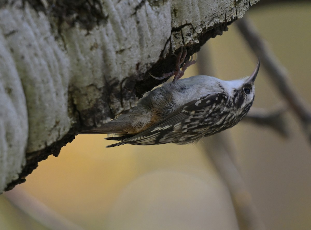 Brown Creeper - ML644343464