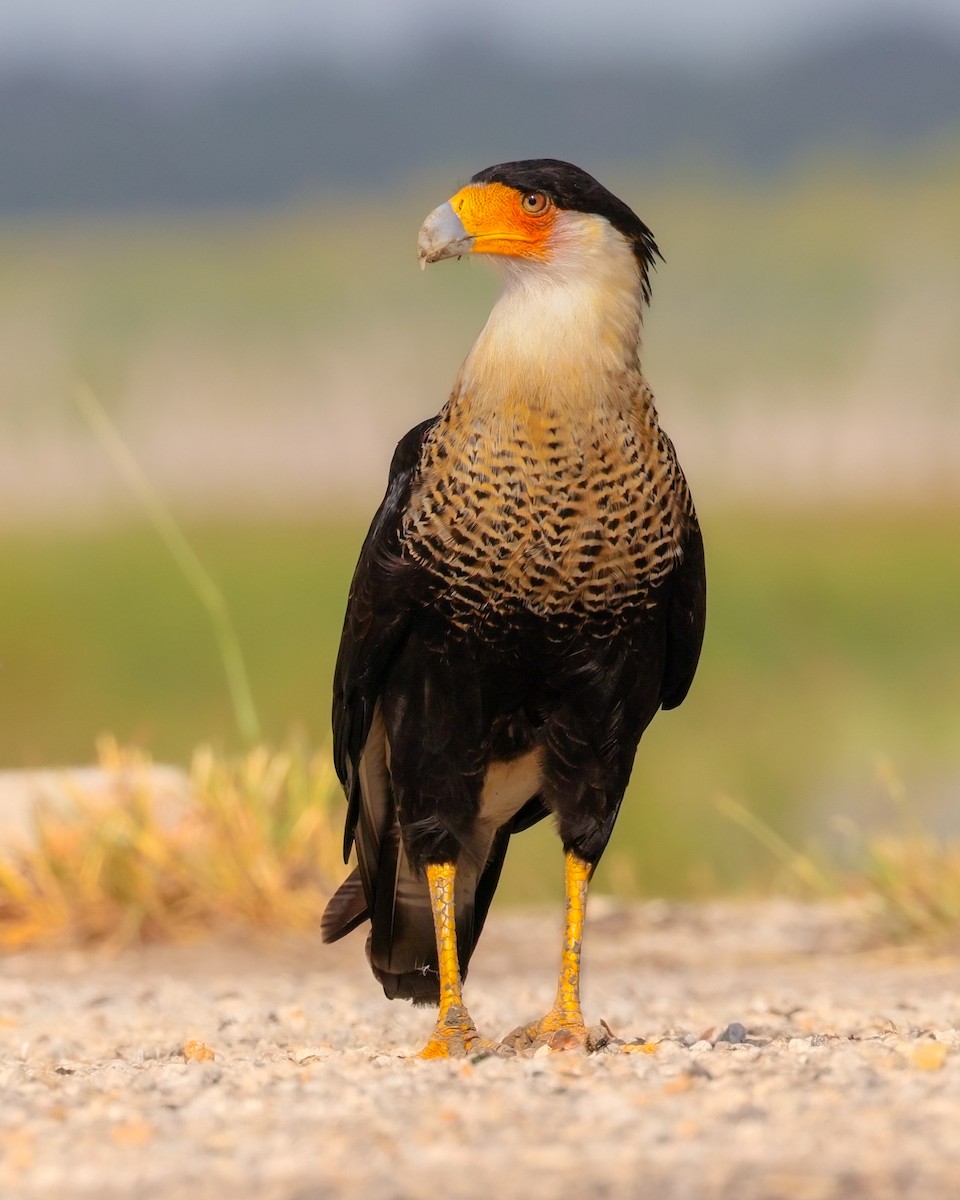 Равнинная каракара - ML644343471