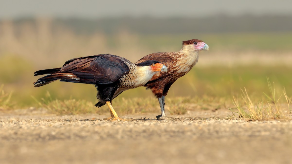 Равнинная каракара - ML644343472