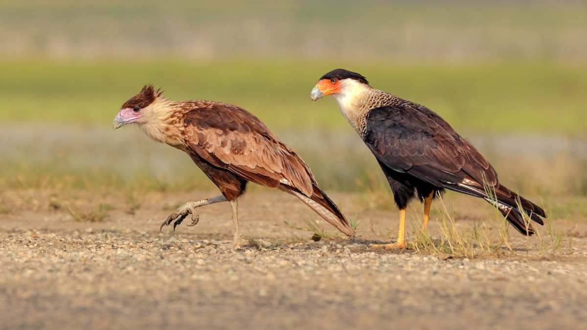 Равнинная каракара - ML644343473