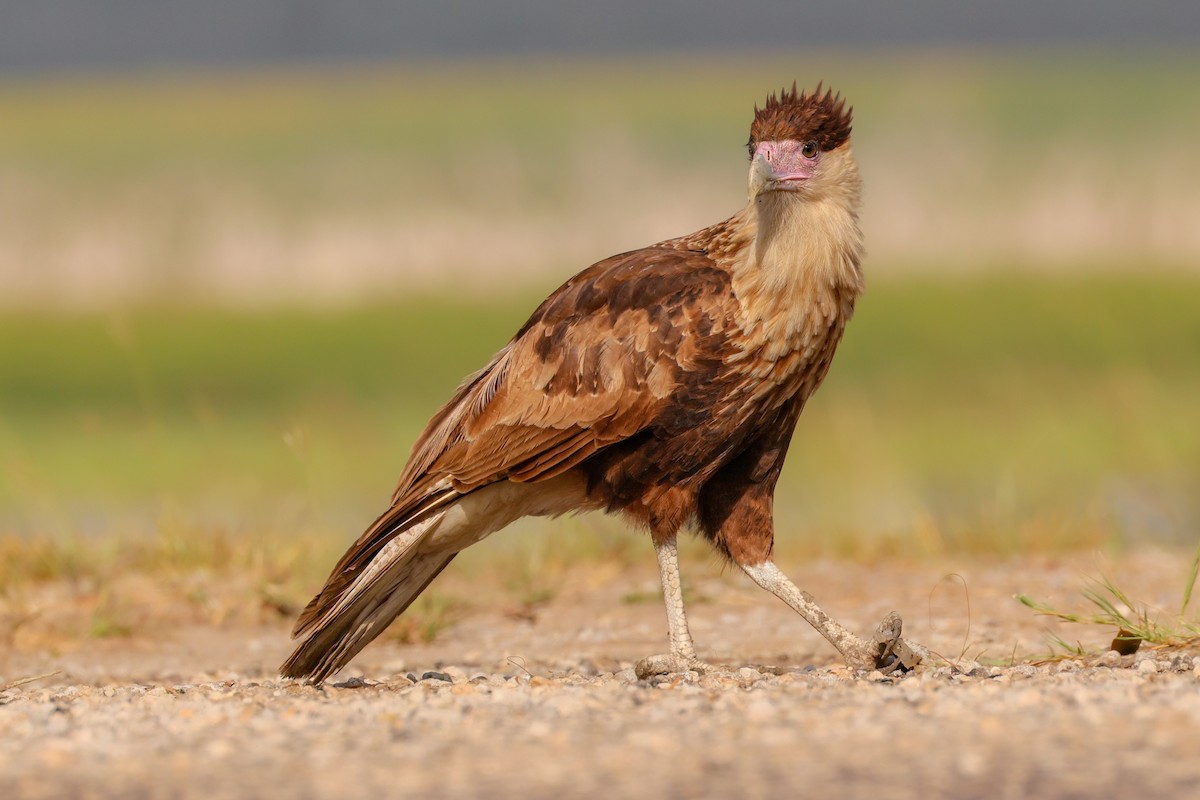 Равнинная каракара - ML644343474