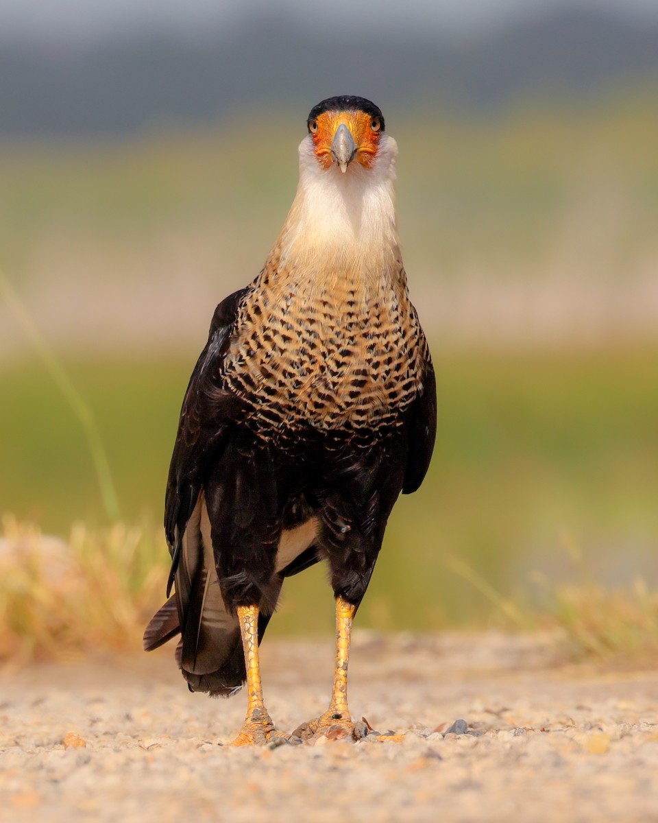 Равнинная каракара - ML644343476