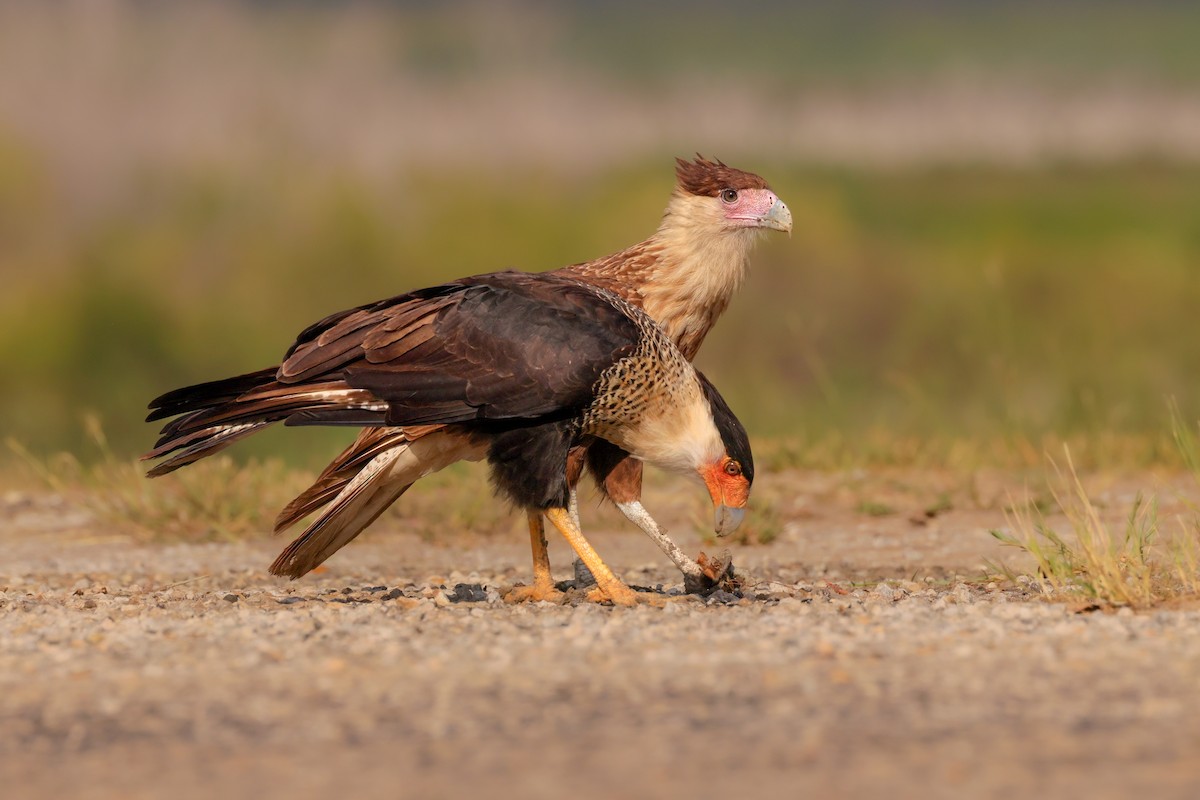 Равнинная каракара - ML644343477