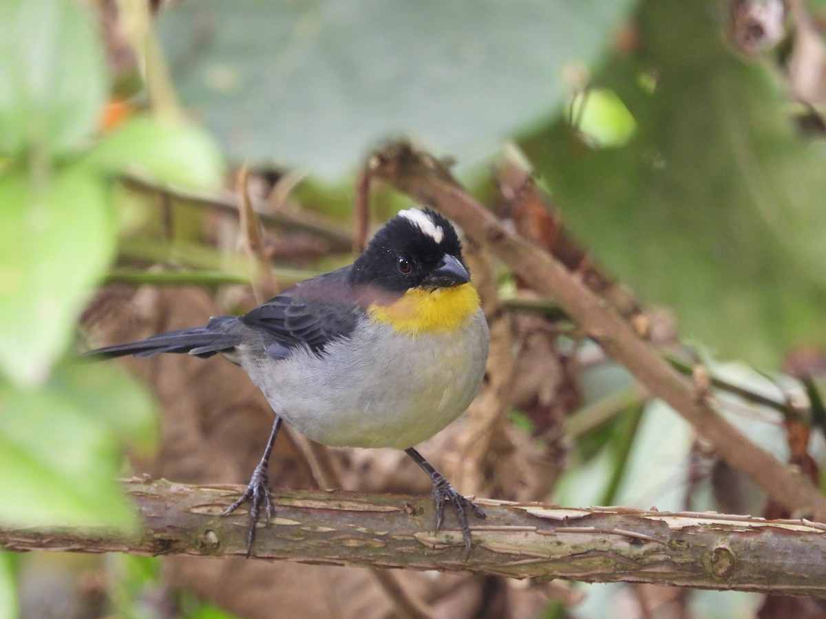 White-naped Brushfinch - ML644343483