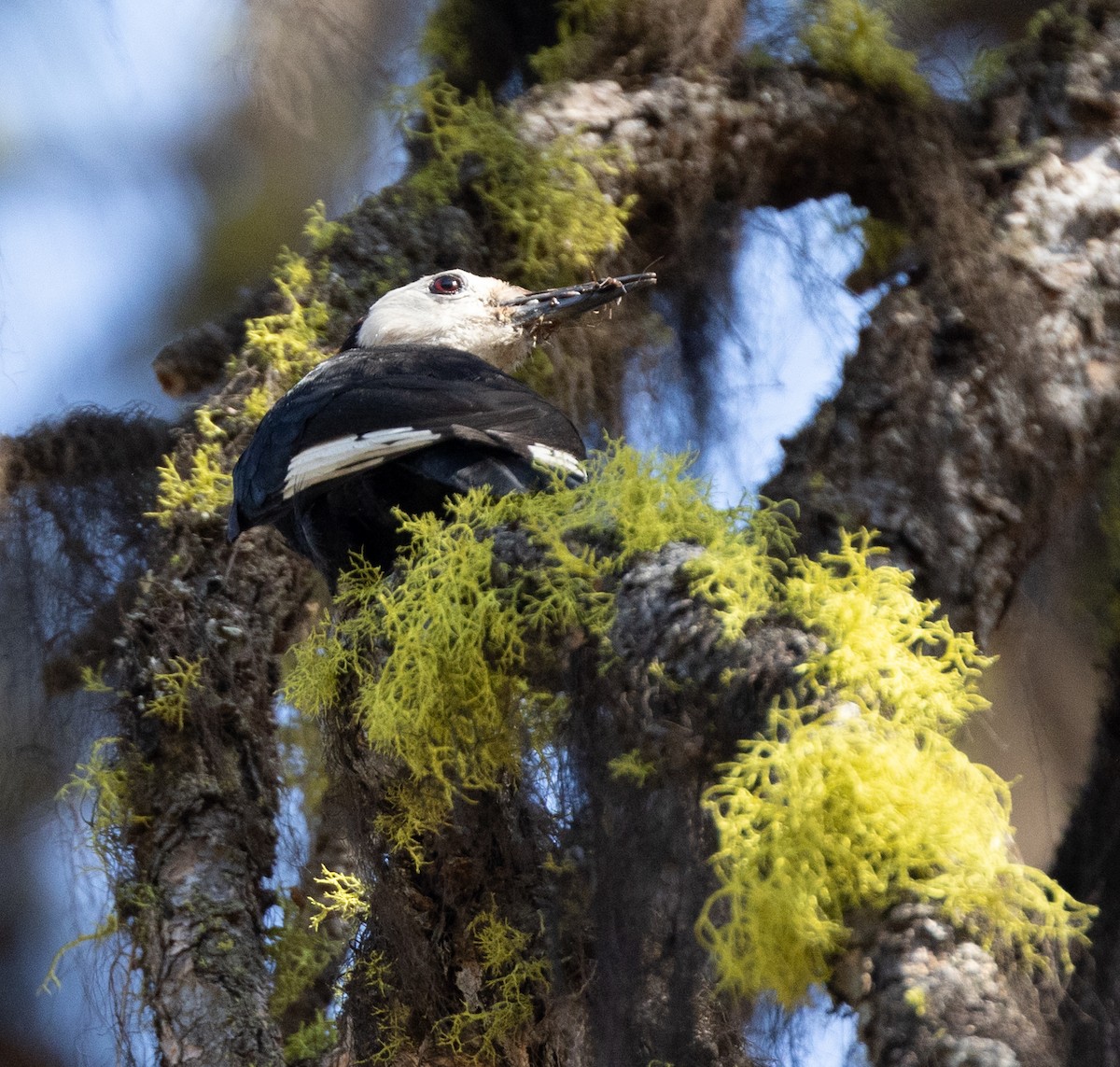 White-headed Woodpecker - ML644343488