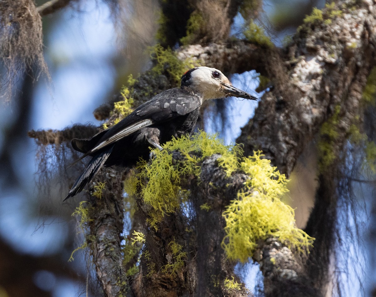 White-headed Woodpecker - ML644343489