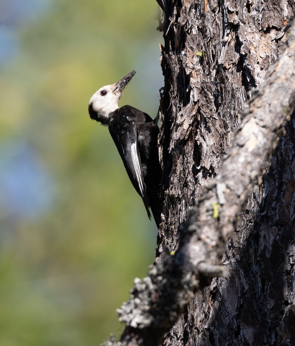 White-headed Woodpecker - ML644343490