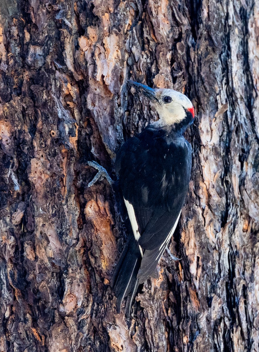 White-headed Woodpecker - ML644343491