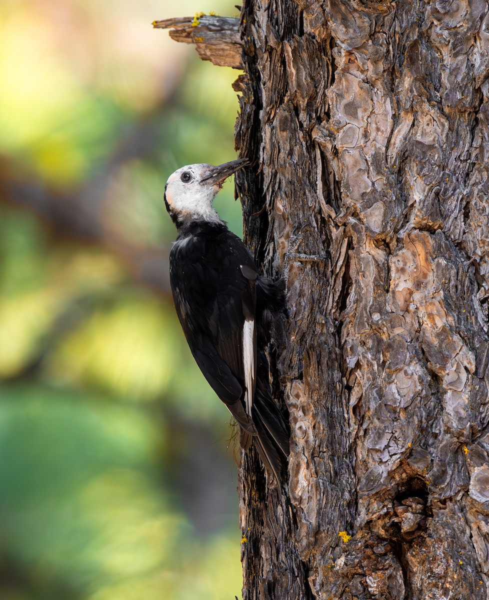 White-headed Woodpecker - ML644343492