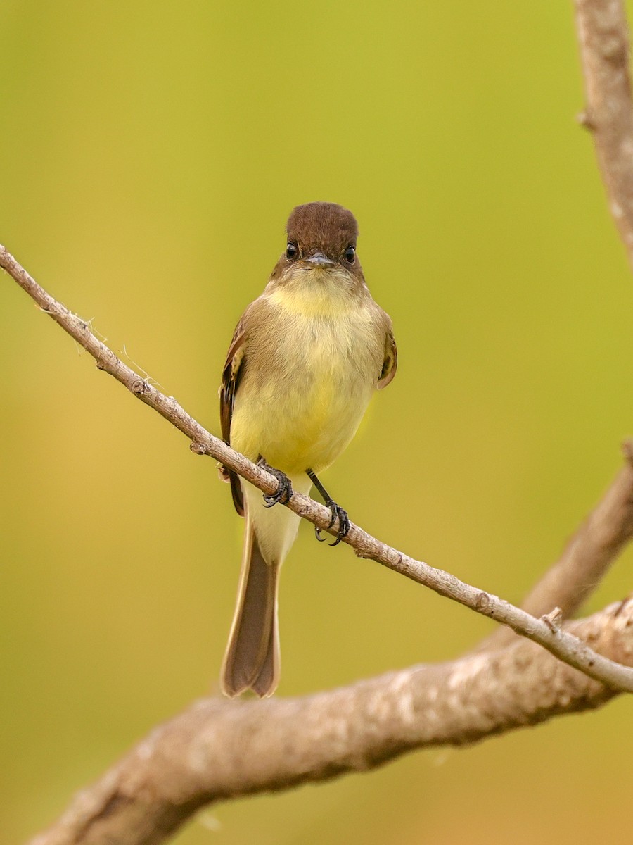 Eastern Phoebe - ML644343493